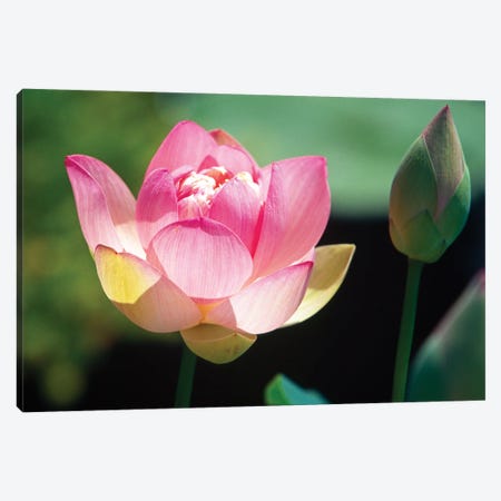 Close Up View Of A Pink Lotus Flower And Bud Canvas Print #GOZ592} by George Oze Art Print