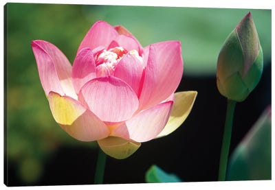 Close Up View Of A Pink Lotus Flower And Bud Canvas Art Print