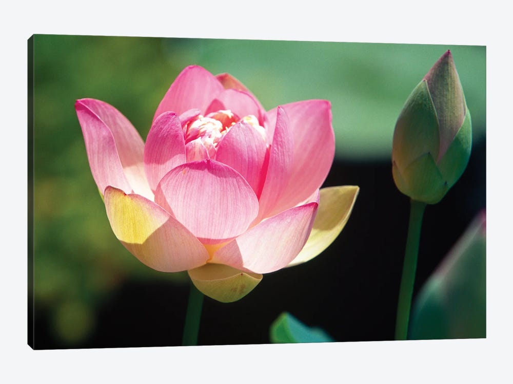 Close Up View Of A Pink Lotus Flower And Bud by George Oze 1-piece Canvas Artwork