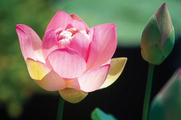 George Oze: Close Up View Of A Pink Lotus Flower And Bud by George Oze