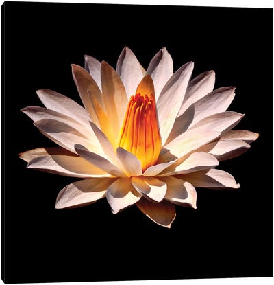 Yellow Glow Fragrant Water Lily Canvas Art Print - Lily Art