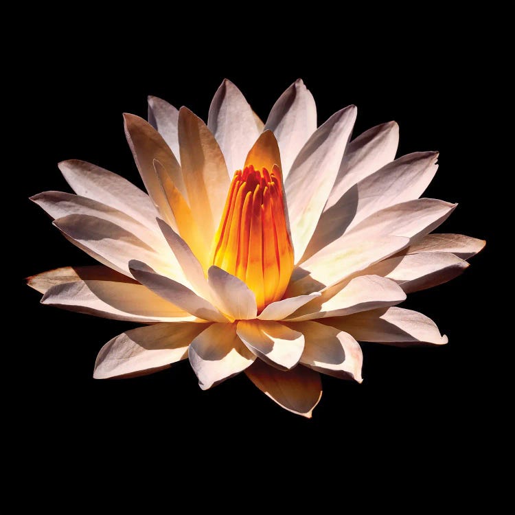Yellow Glow Fragrant Water Lily by George Oze wall art