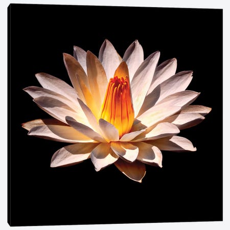 Yellow Glow Fragrant Water Lily Canvas Print #GOZ593} by George Oze Canvas Print
