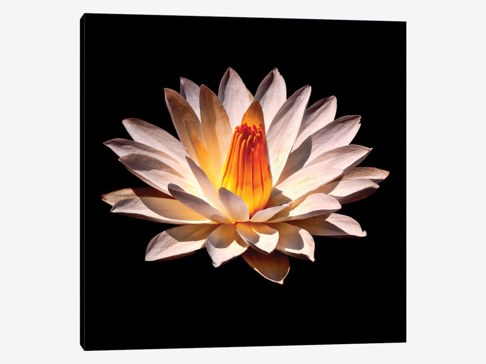 Yellow Glow Fragrant Water Lily by George Oze 1-piece Canvas Print