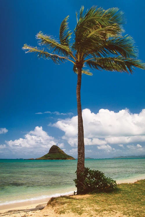 Palm Tree And Chinamans Hat, Oahu, Hawaii