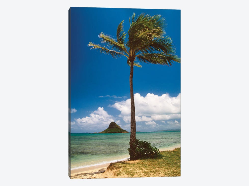 Palm Tree And Chinamans Hat, Oahu, Hawaii by George Oze 1-piece Canvas Art Print