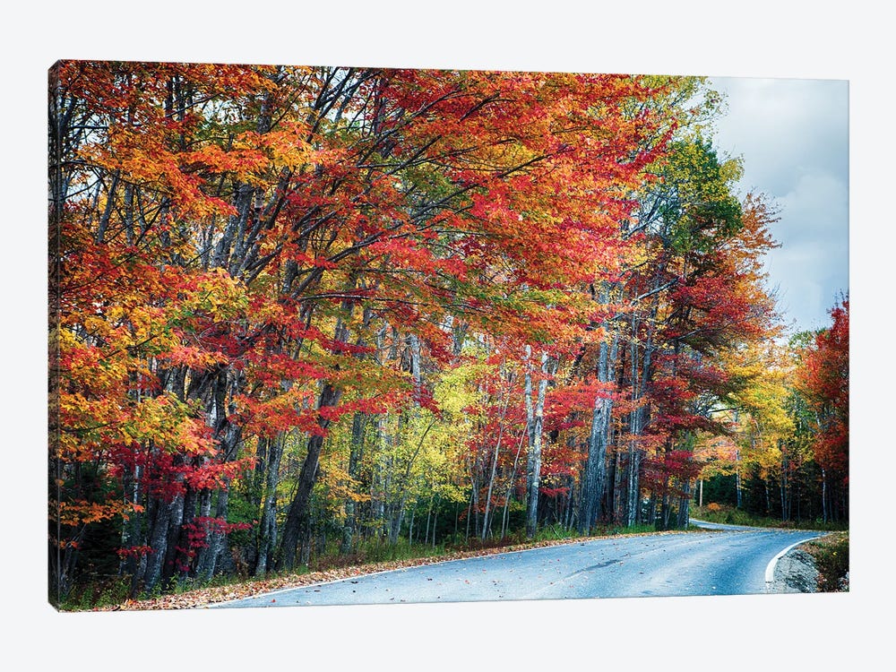 Fall Scenic Road In Acadia, Maine by George Oze 1-piece Art Print