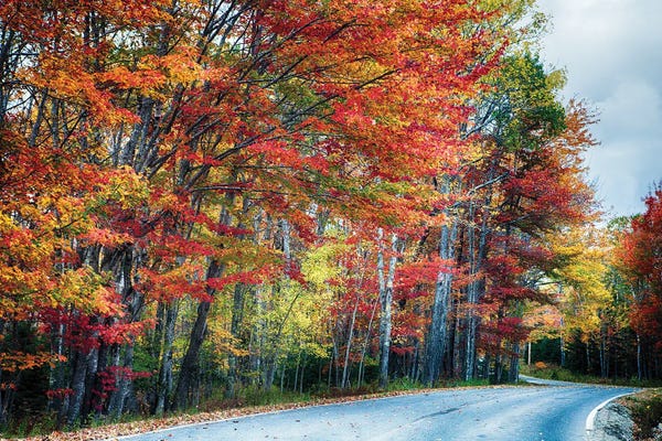 Maine: Fall Scenic Road In Acadia, Maine by George Oze