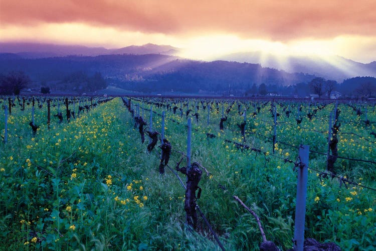 Spring Sunset Over Napa Valley, Oakville, California