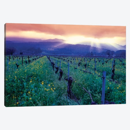 Spring Sunset Over Napa Valley, Oakville, California Canvas Print #GOZ618} by George Oze Canvas Artwork