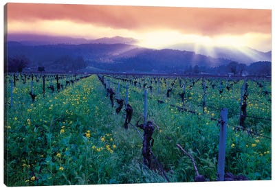 Spring Sunset Over Napa Valley, Oakville, California Canvas Art Print - Napa Valley