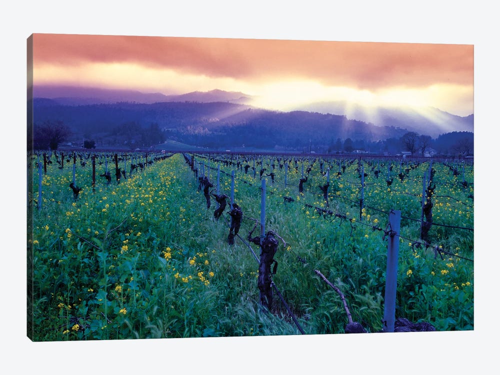 Spring Sunset Over Napa Valley, Oakville, California by George Oze 1-piece Canvas Wall Art