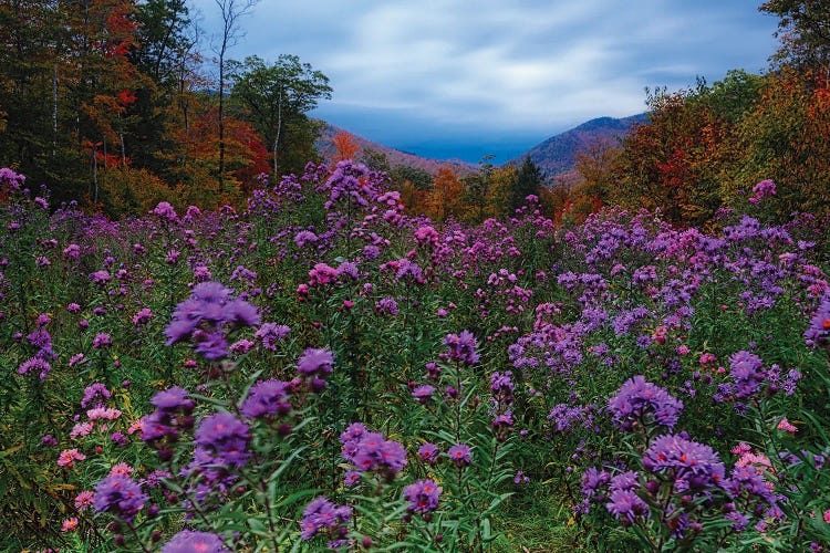 Autumn Meadow At Dusk Filled With Wildflowers