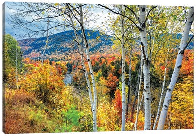 Autumn Color Explosion In The White Mountains, New Hampshire Canvas Art Print - George Oze