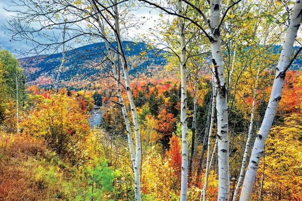 George Oze: Autumn Color Explosion In The White Mountains, New Hampshire by George Oze