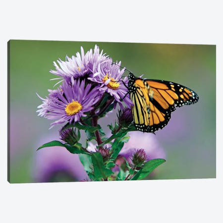 Autumn Butterfly Feeding On A Wildflower Canvas Print #GOZ623} by George Oze Art Print