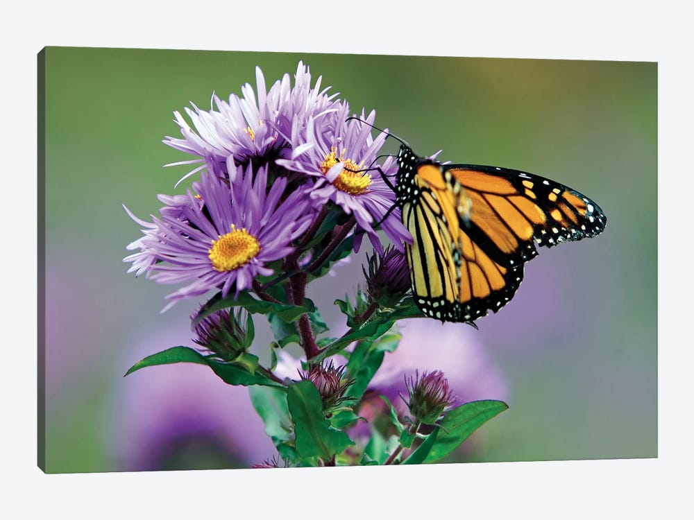 Autumn Butterfly Feeding On A Wildflower by George Oze 1-piece Canvas Wall Art