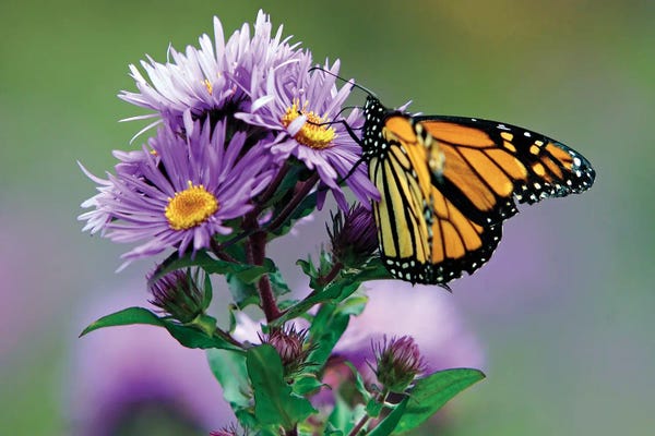 George Oze: Autumn Butterfly Feeding On A Wildflower by George Oze