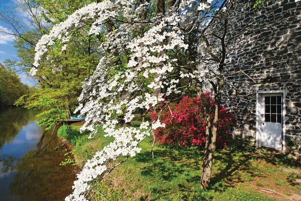 Spring Flower Bloom At The Delaware-Raritan Canal, New Jersey