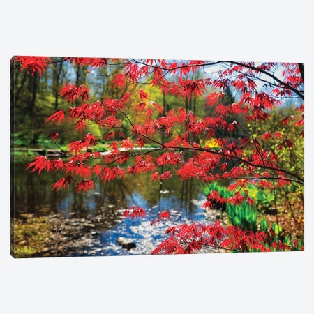 Japanese Maple Blooming At Lakeside, Far Hills, New Jersey Canvas Print #GOZ630} by George Oze Canvas Art