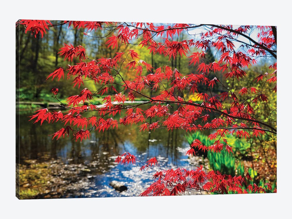 Japanese Maple Blooming At Lakeside, Far Hills, New Jersey by George Oze 1-piece Canvas Wall Art