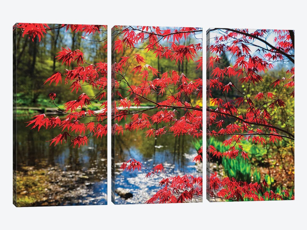 Japanese Maple Blooming At Lakeside, Far Hills, New Jersey by George Oze 3-piece Canvas Artwork