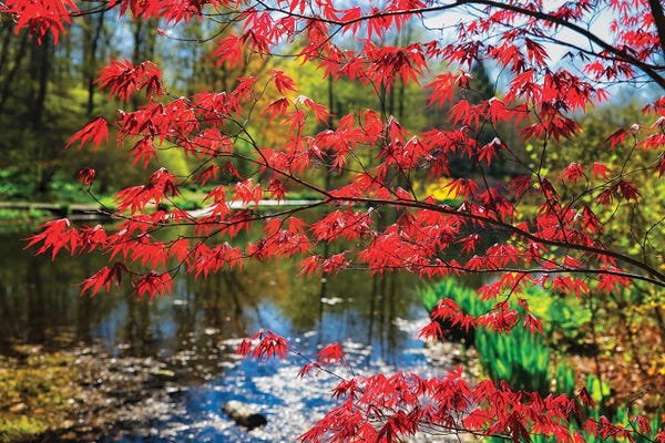 George Oze: Japanese Maple Blooming At Lakeside, Far Hills, New Jersey by George Oze