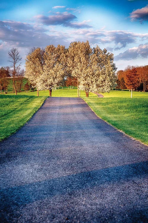 Country Road with Blooming Trees