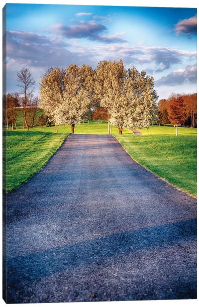 Country Road with Blooming Trees Canvas Art Print - George Oze