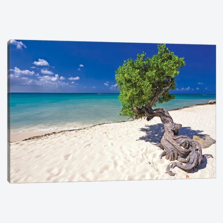 Divi Tree On A Caribbean Beach, Aruba, Dutch Antilles Canvas Print #GOZ664} by George Oze Canvas Artwork