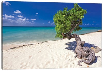 Divi Tree On A Caribbean Beach, Aruba, Dutch Antilles Canvas Art Print - Aruba