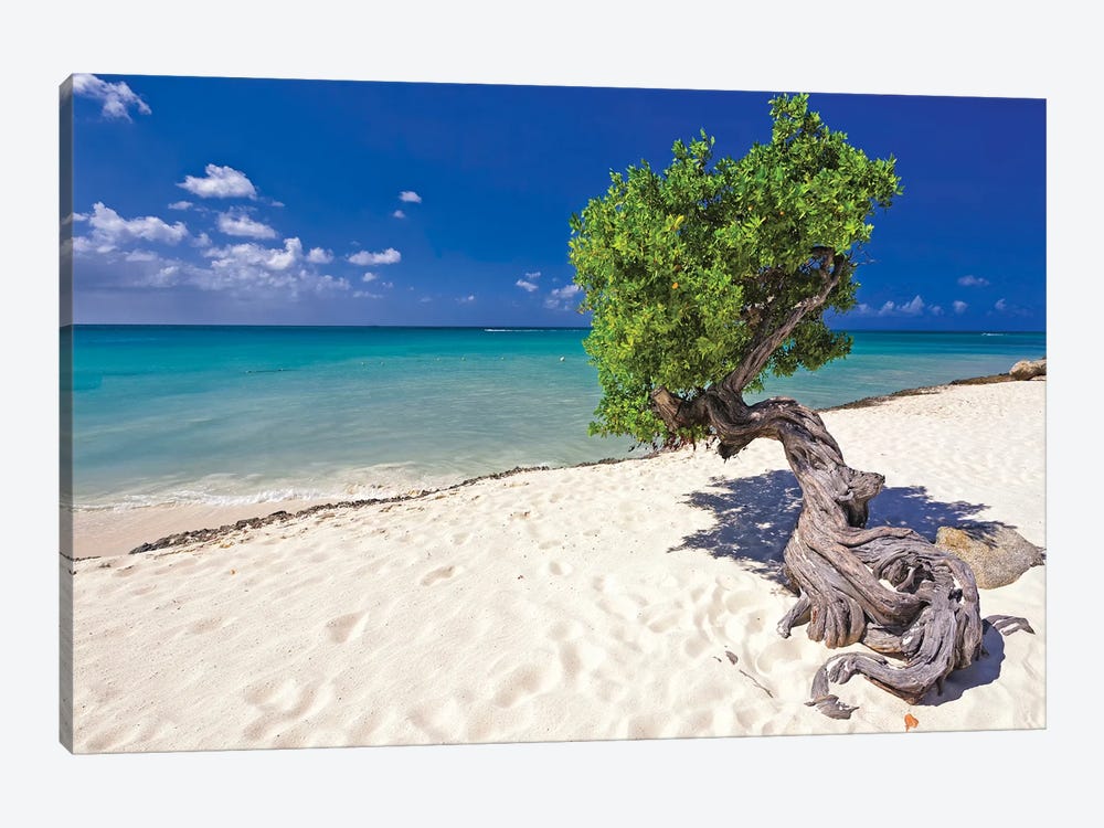 Divi Tree On A Caribbean Beach, Aruba, Dutch Antilles by George Oze 1-piece Art Print