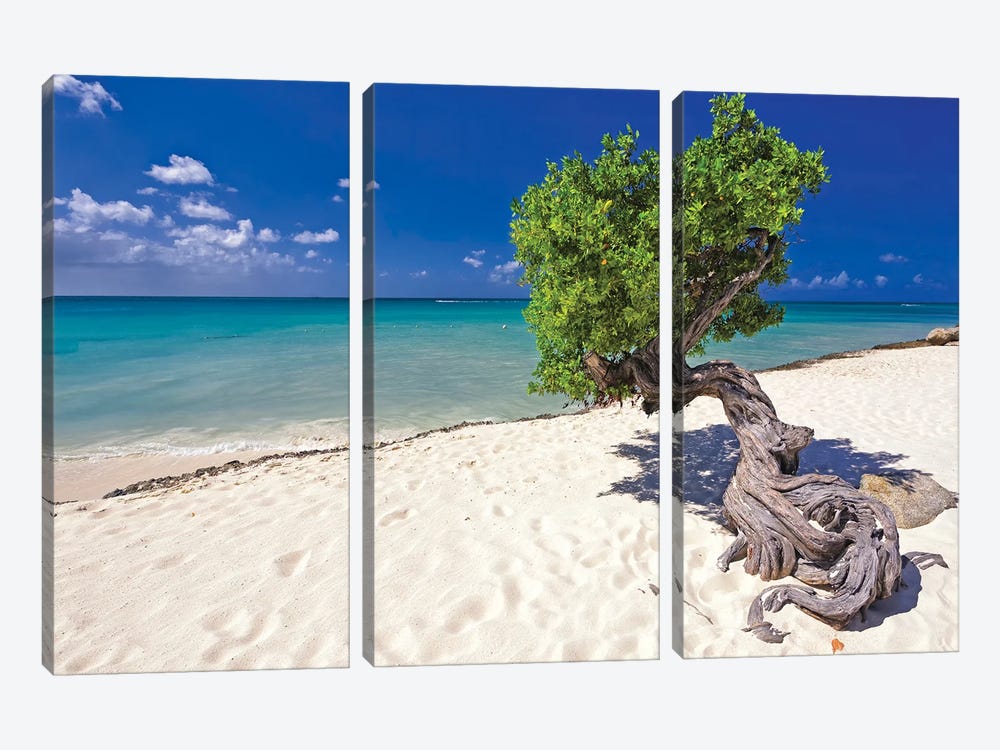 Divi Tree On A Caribbean Beach, Aruba, Dutch Antilles by George Oze 3-piece Canvas Art Print