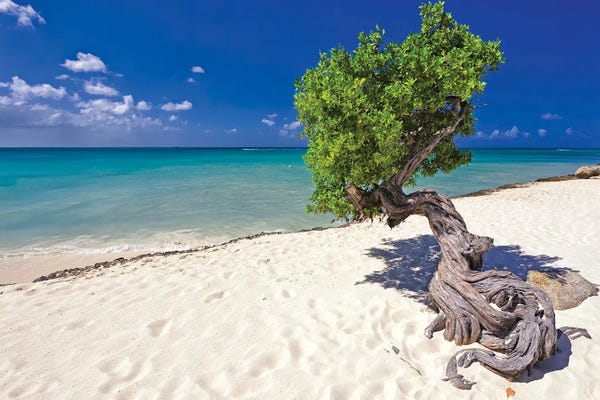 Aruba: Divi Tree On A Caribbean Beach, Aruba, Dutch Antilles by George Oze