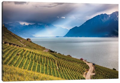 Terraced Vineyard Overlooking Lake Geneva, Switzerland Canvas Art Print - Vineyard Art