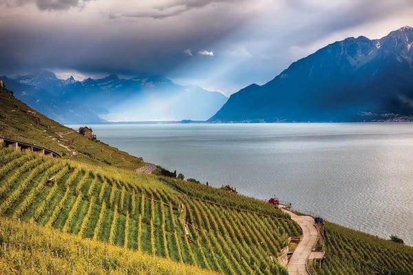 George Oze: Terraced Vineyard Overlooking Lake Geneva, Switzerland by George Oze