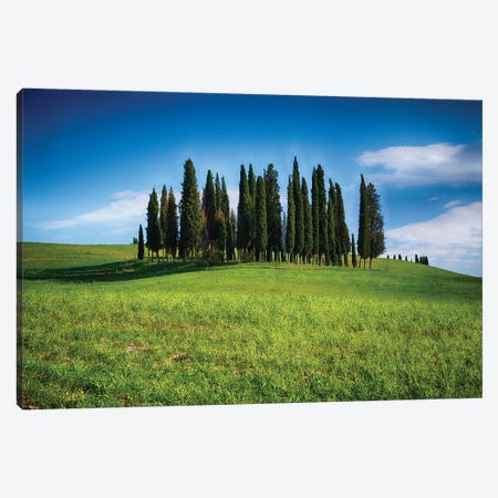 Group Of Cypress Trees On A Knoll, San Quirico D'Orcia, Tuscany, Italy Canvas Print #GOZ689} by George Oze Art Print