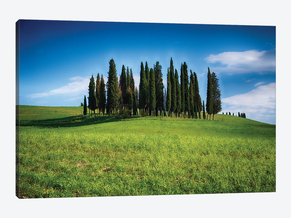Group Of Cypress Trees On A Knoll, San Quirico D'Orcia, Tuscany, Italy by George Oze 1-piece Canvas Artwork