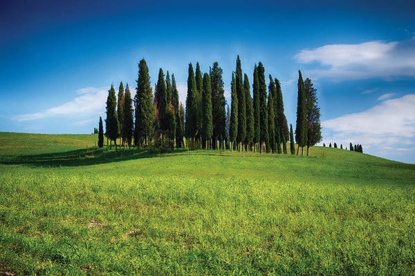 Cypress Trees: Group Of Cypress Trees On A Knoll, San Quirico D'Orcia, Tuscany, Italy by George Oze
