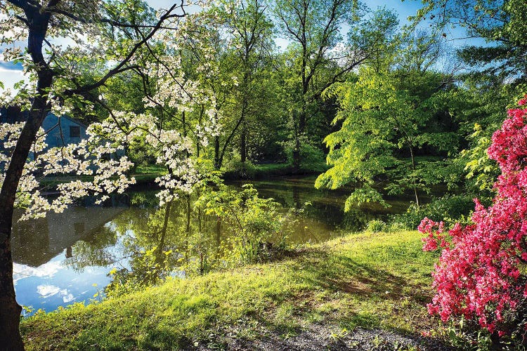 Azalea And Dogwood Bloom At A Creek, Deleware And Raritaln Canal State Park, Griggstown, New Jersey, USA
