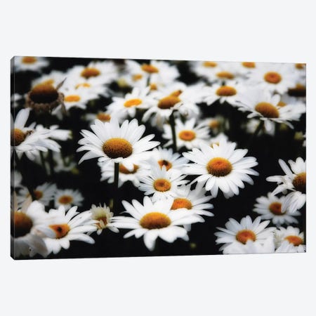 Dreamy Daisies Canvas Print #GOZ70} by George Oze Canvas Art