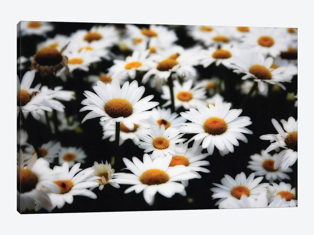 Dreamy Daisies by George Oze 1-piece Canvas Art