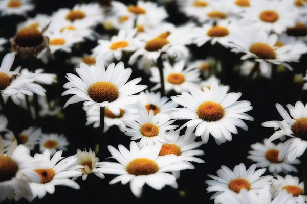 Daisies: Dreamy Daisies by George Oze