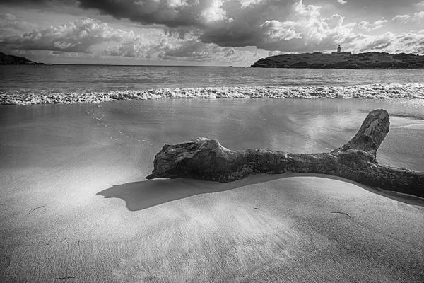 George Oze: Driftwood on a  Beach, Playa Sucia, Cabo Rojo, Puerto Rico by George Oze