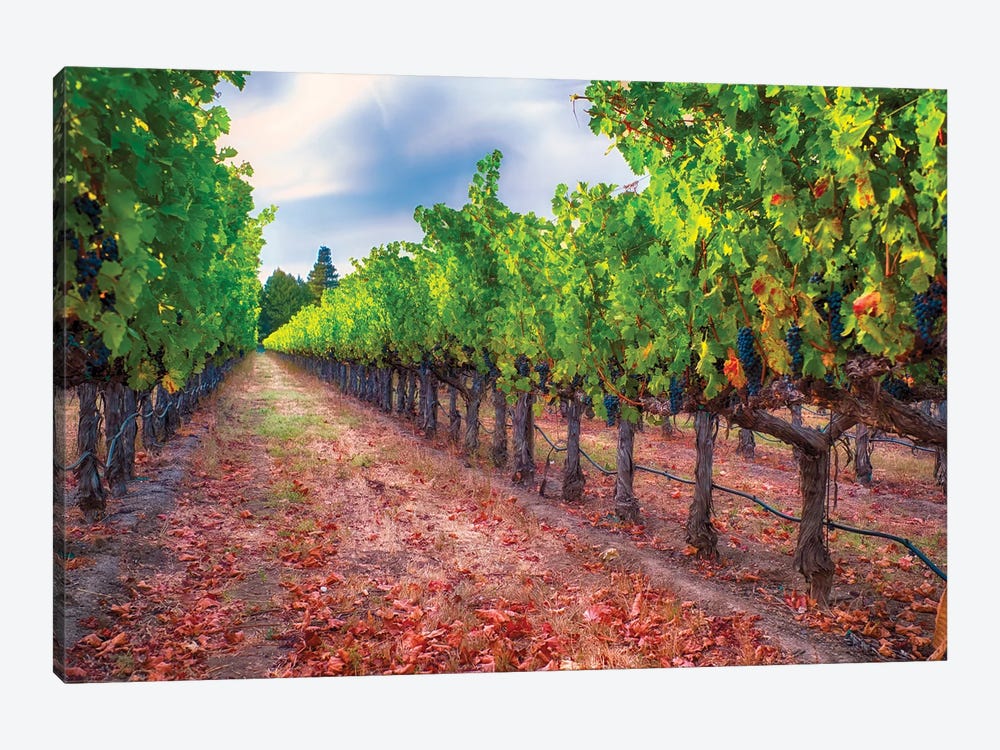 Row Of Grapevines With Ripened Blue Grapes, Napa Valley, California by George Oze 1-piece Canvas Wall Art