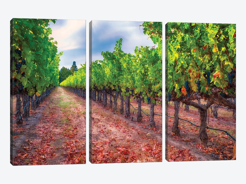 Row Of Grapevines With Ripened Blue Grapes, Napa Valley, California by George Oze 3-piece Canvas Artwork