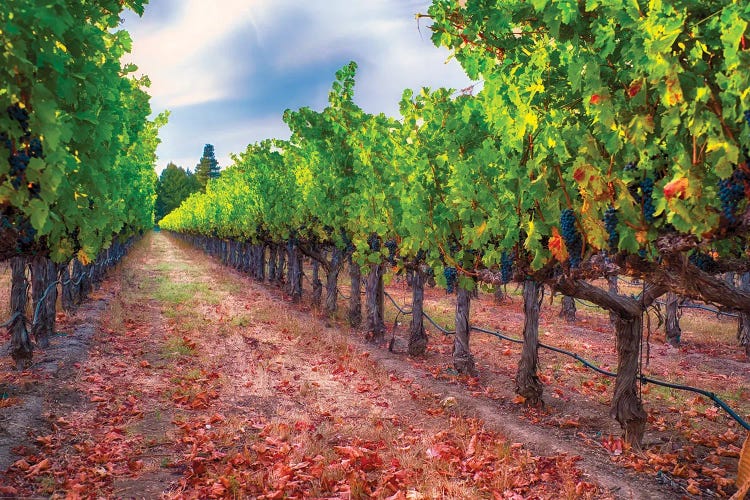 Row Of Grapevines With Ripened Blue Grapes, Napa Valley, California