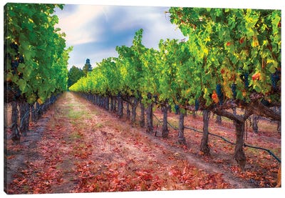 Row Of Grapevines With Ripened Blue Grapes, Napa Valley, California Canvas Art Print - George Oze