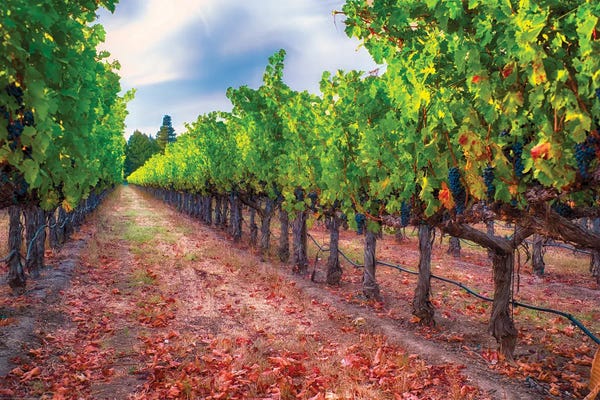 Vineyards: Row Of Grapevines With Ripened Blue Grapes, Napa Valley, California by George Oze