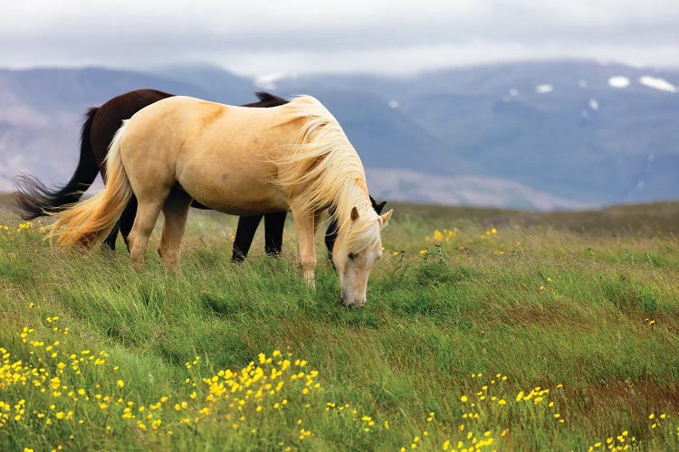 Horses Grazing On Open Pastures In Iceland